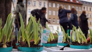 Blumenpflanzung im Rahmen der Aktion Frühjahrsputz auf dem Möckernschen Markt. Foto: Management Möckern in Aktion